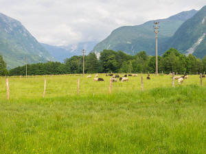 Schafherde auf der Weide