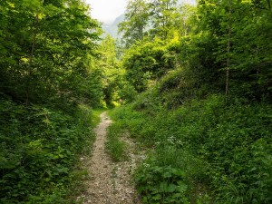 Waldpfad