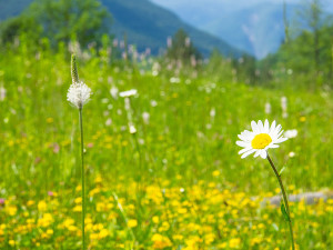 Fokus mal anders - herrlich grüne Natur