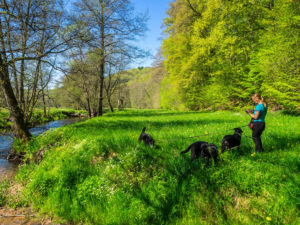 Iris mit Hunden