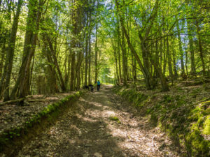 Waldweg