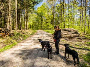 Iris mit Hunden