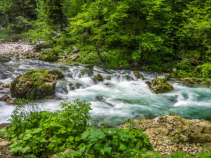 An der Quelle der Bistrica