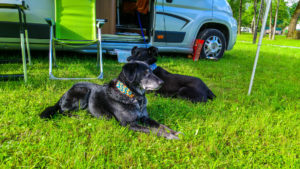 Unsere Hunde fühlen sich wohl