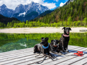 Yassou, Cosmo und Shiva