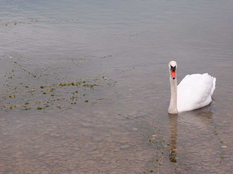 Schwan im oberen Lechsee