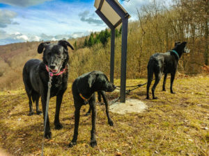 Shiva, Gino und Yassou
