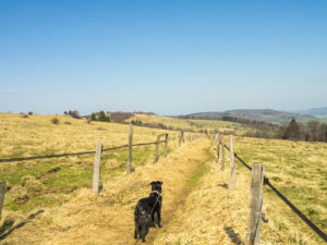 Wiesenweg zwischen Weiden auf dem Moorrundweg
