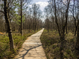 Bohlenpfad im Roten Moor