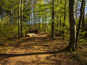 Auf dem Rhön-Rundweg 7