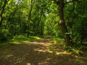Weg zur Burgruine Rezi