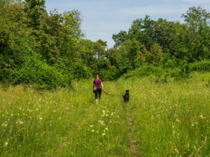 Schöner Wiesenweg