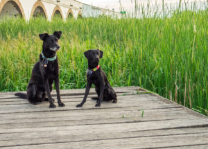 Yassou und Gino an der Neunbogenbrücke