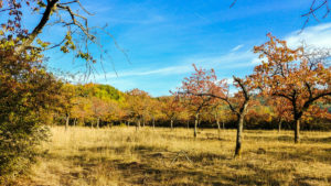 herbstliche Landschaft