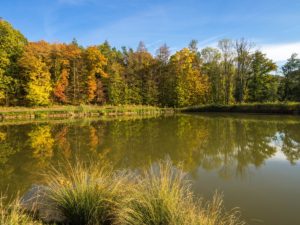 Prächtige Herbstfarben am Ursee