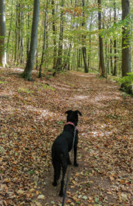 Waldweg zur Ruine Bramberg