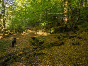 Pferdetränke am Lichtensteiner Sagenpfad