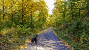 Herbstwald auf dem Rückweg zum Parkplatz